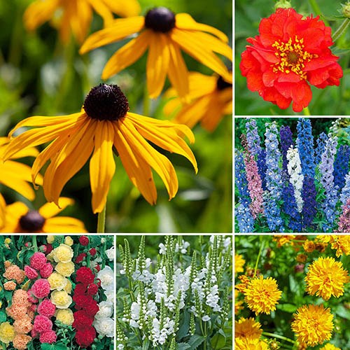 Perfect Perennial Collection - Garden Plants and Tools