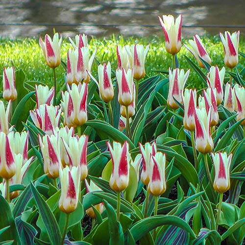 Tulip Johann Strauss Garden Plants And Tools Tulip Johann Strauss Garden Plants And Tools